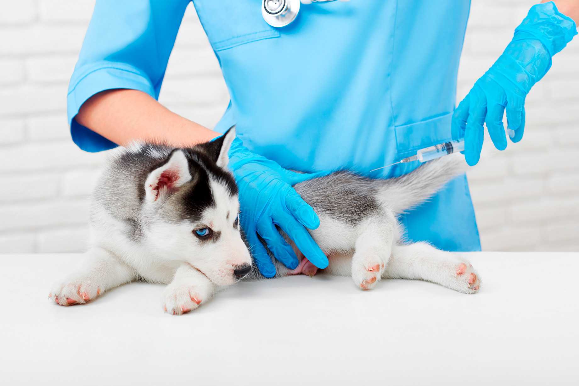 Pet Sitter Landing Image